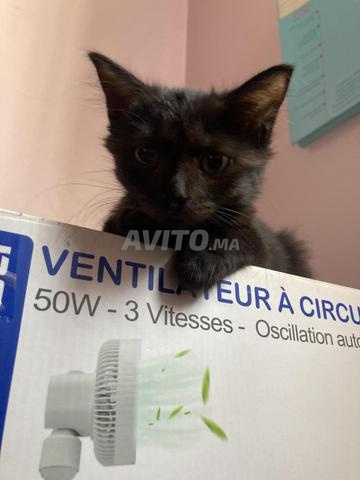 Majestueuse petite chatte femelle à adopter (gratuit) - 2