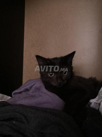 Majestueuse petite chatte femelle à adopter (gratuit)
