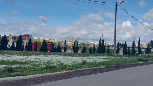 أرض للبيع بالعوامة – طريق الديموس – طنجة - 2