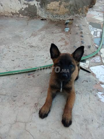 Donne chiot Malinois 2 mois - 2