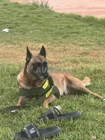 Malinois femelle - 2