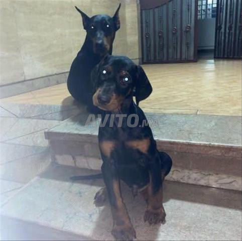Dobermann pedigree - 2