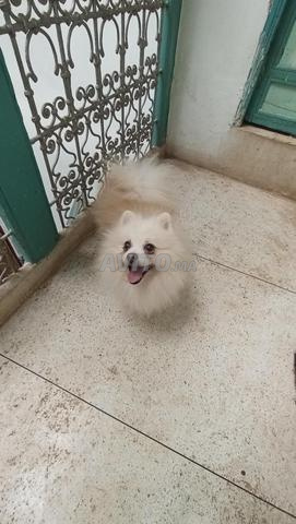 Mâle Spitz Pomeranian - 2