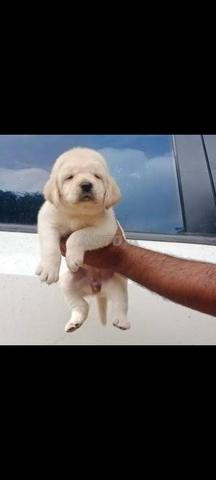Chiot Golden Retriever - 2
