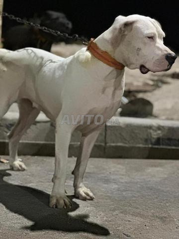 Chien Dogo Argentino pur race - 2
