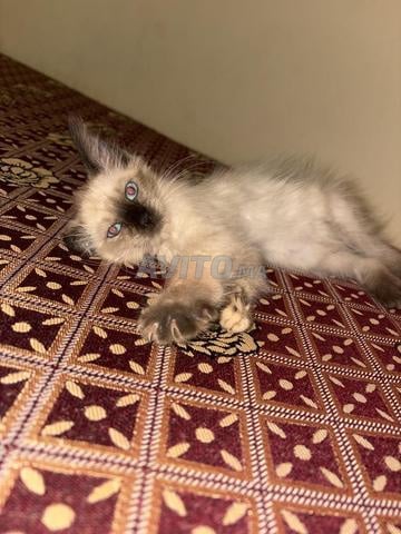 Chat himalayen femelle - 2