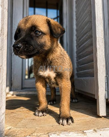 Chiens Malinois Charbonné - 2