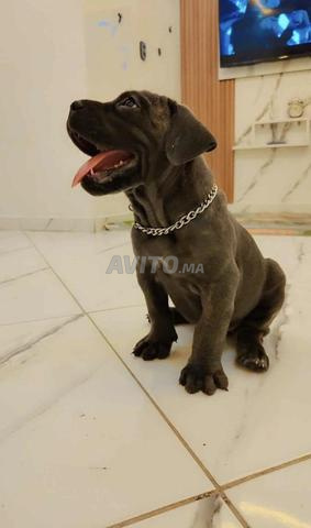 Chiots Cane Corso de haut niveau - 2