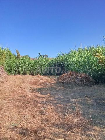 Tétouan, région d'Azla (Bni Maâdan) - 2
