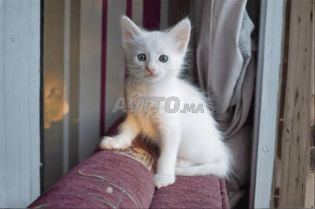 bébé chat angora turc - 2