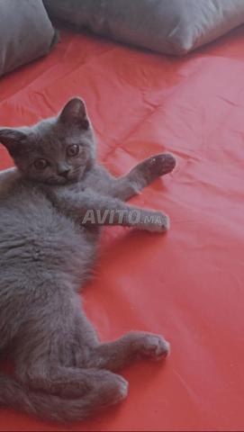 British Shorthair bleu femelle - 2
