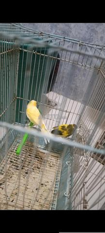 طيوروينثمثحصوصوصنصند - 2