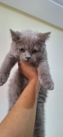 Mâle British Shorthair Lilac - 2