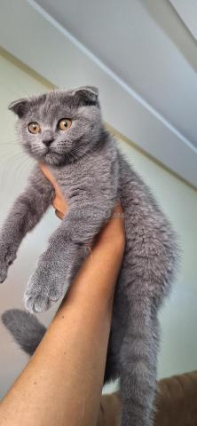 Femelle Scottish Fold - 2
