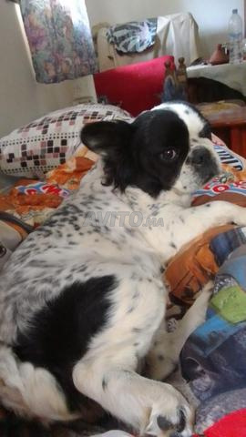 Bulldog Cavalier King Charles (don) - 2