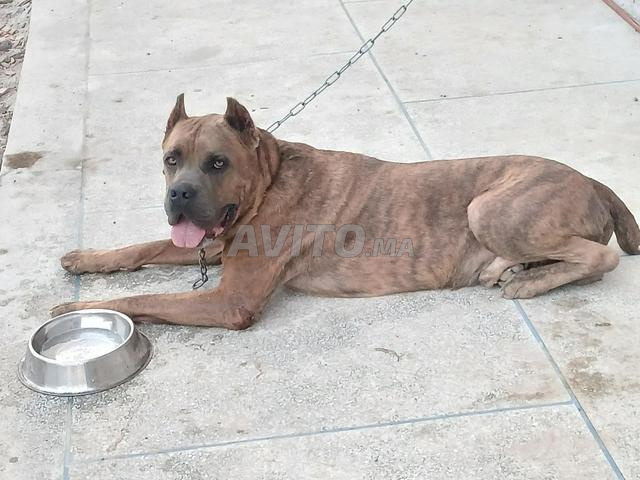 Cane Corso - 2