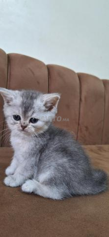Femelle British Shorthair - 2
