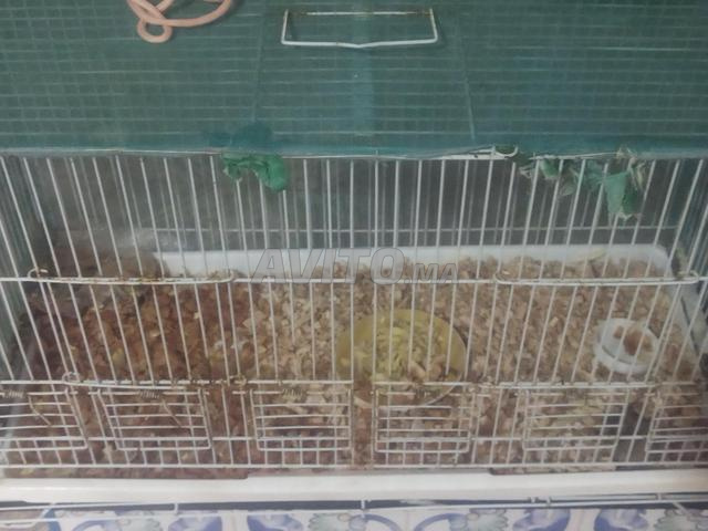 Hamster avec cage à vendre - 2