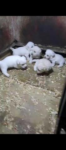 Super chiots bichon maltais nain - 2