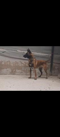 Mâle Malinois Charboni pure race - 2