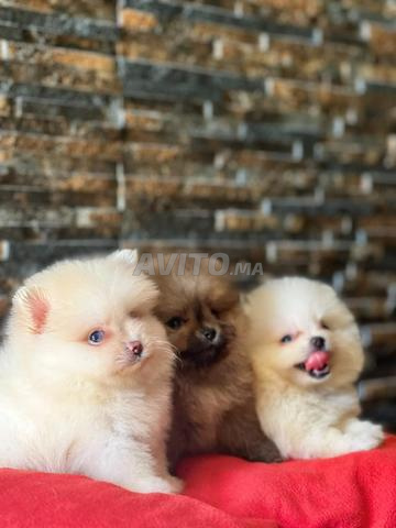 Mâle et femelle Spitz pomeranian - 2