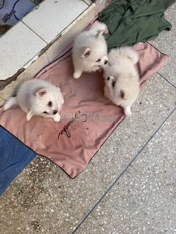Trois petits Poméraniens, blancs.
