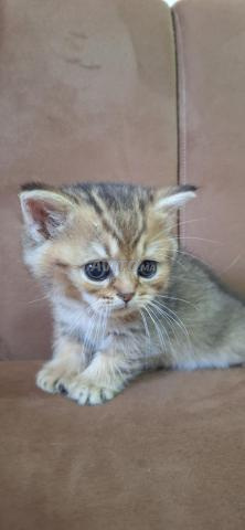 Mâle British Shorthair Golden Tabby - 2