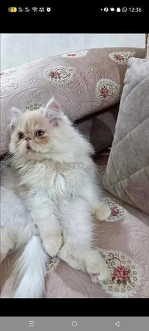 Chat persan - 2