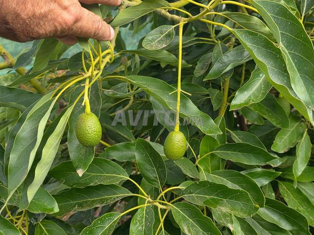 ضيعة فلاحية لإنتاج الأفوكادو - 2