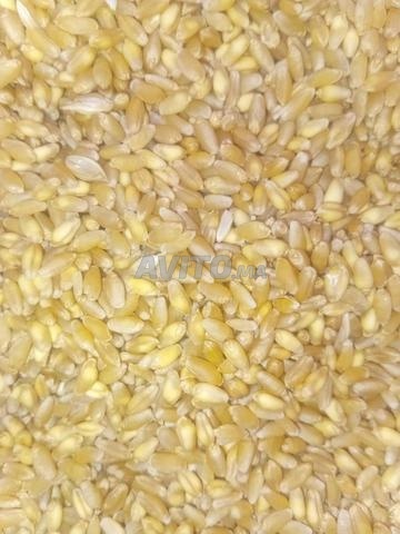 قمح بلدي ممتاز ونقي للبيع (الزرع ديال البلاد)