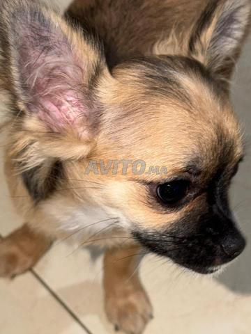 Chihuahua femelle - 2
