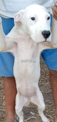 Femelle Dogue Argentin authentique avec ses papiers - 2