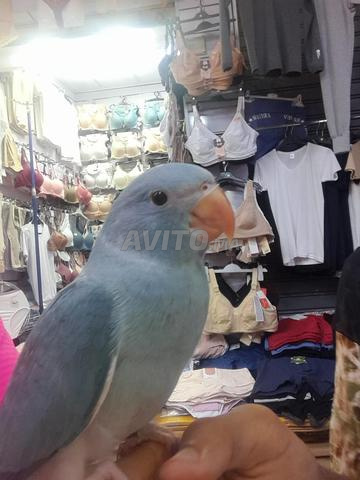 ببغاء طوقي فاتح - 2