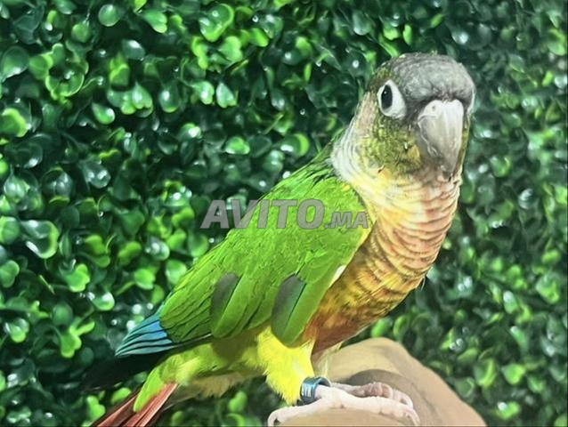 🦜 طائر كونور مولينا للبيع 🦜 - 2