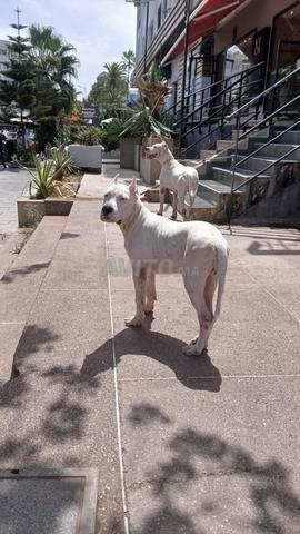 Dogo Argentino chiens à vendre. Entrez sur WhatsApp - 2