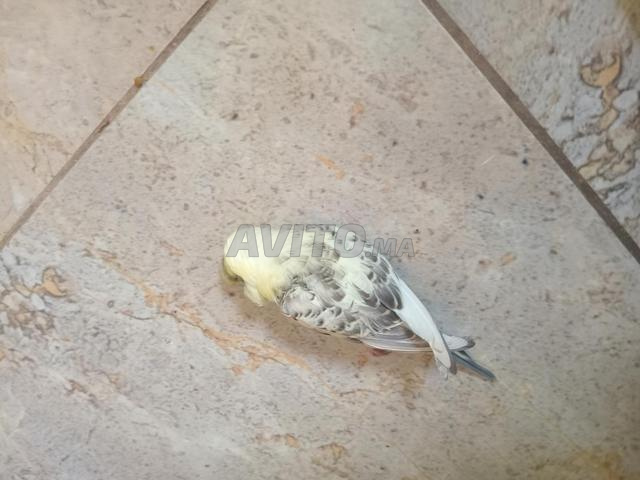 طائر ناعس بسعر مناسب - 2