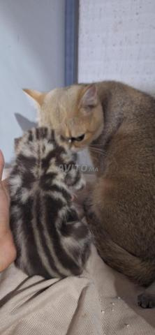 Femelle British Shorthair tabby noir - 2