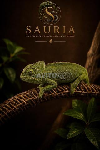 caméléon - reptiles - 2