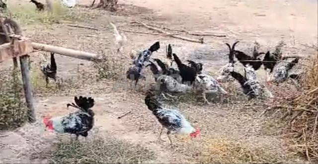 Douar Zaidania Taroudant - 2