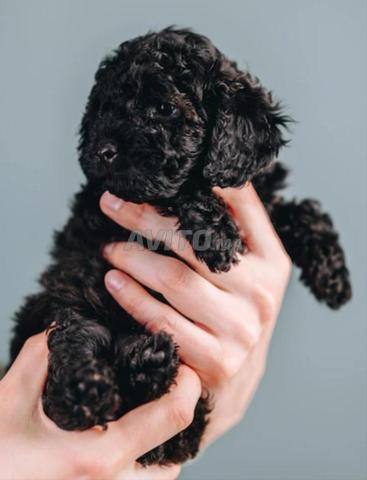 Poodle toy - 2