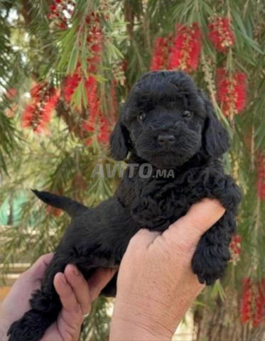 Poodle toy