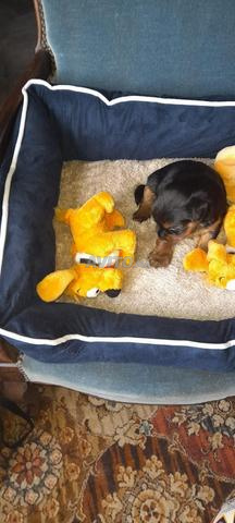 Chiots Yorkshire toy - 2