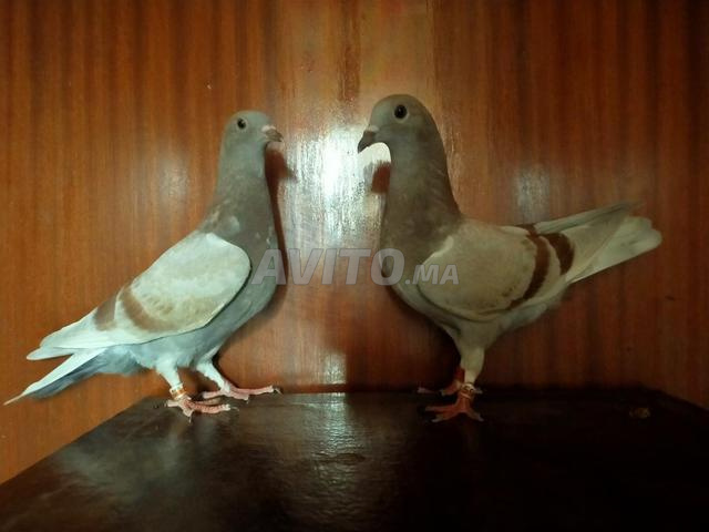 Poussins de pigeons - 2