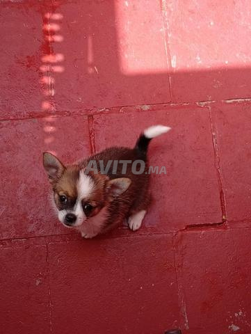 Chiot chihuahua femelle - 2