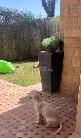 Golden Retriever femelle, 6 mois. - 2