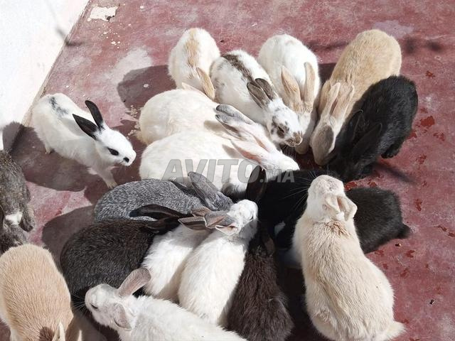 أرانب للبيع - 2