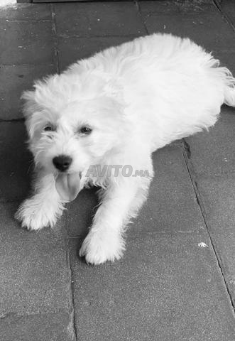 Chien Bichon Maltais - 2