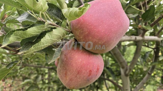 Ferme de pommes - 2