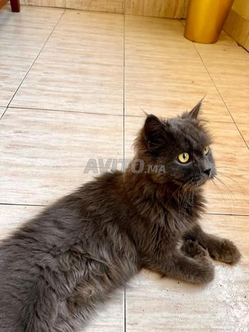 Chat Nebelung Persan non stérilisé – Mâle, 2 ans - 2