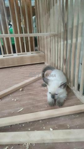 Bébé chaton siamois âgé de 50 jours - 2